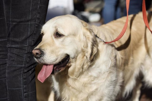 El TS absuelve a un hombre que golpeó a su perro al considerar que no hubo una actuación cruel por su parte